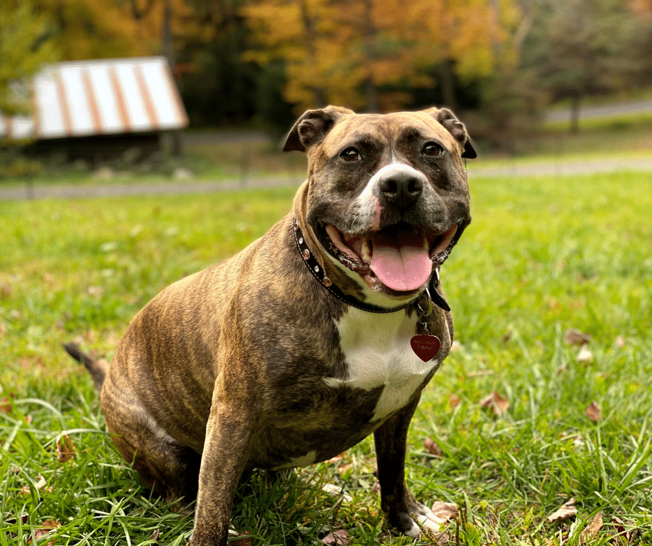 staffy-staffordshire-bull-terrier