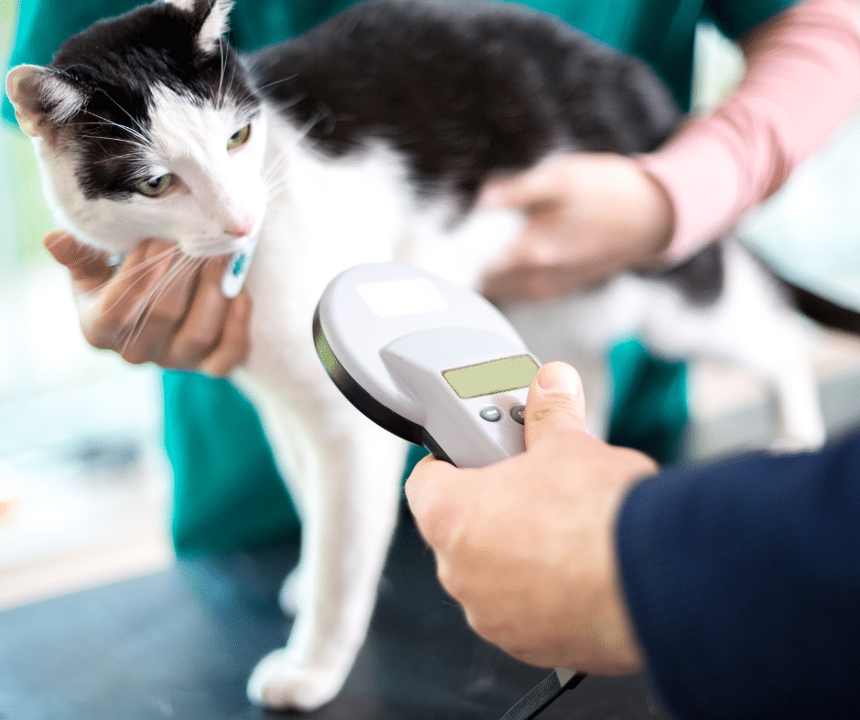 microchip-check-cat