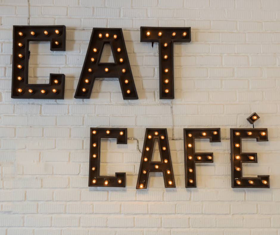 cat-cuddle-cafe