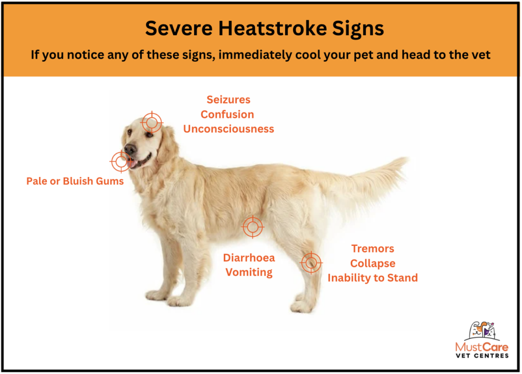 Heatstroke In Pets How To Recognise Prevent And Respond MustCare heatstroke-in-pets-how-to-recognise-prevent-and-respond-mustcare